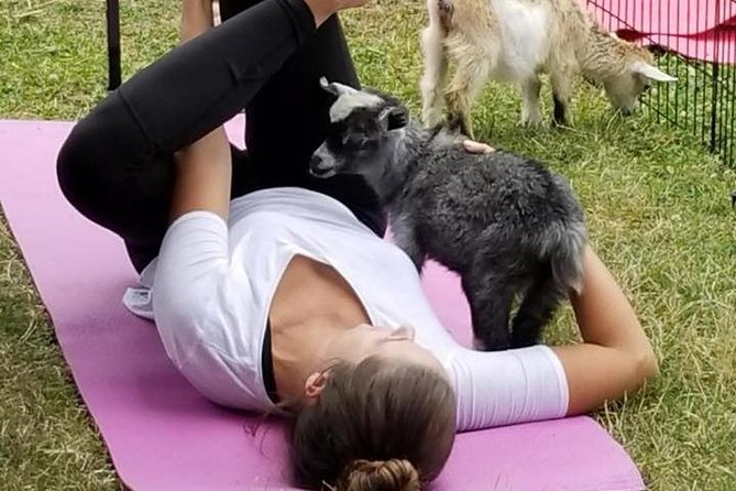 Goat Yoga and Wine Tasting - About the Experience