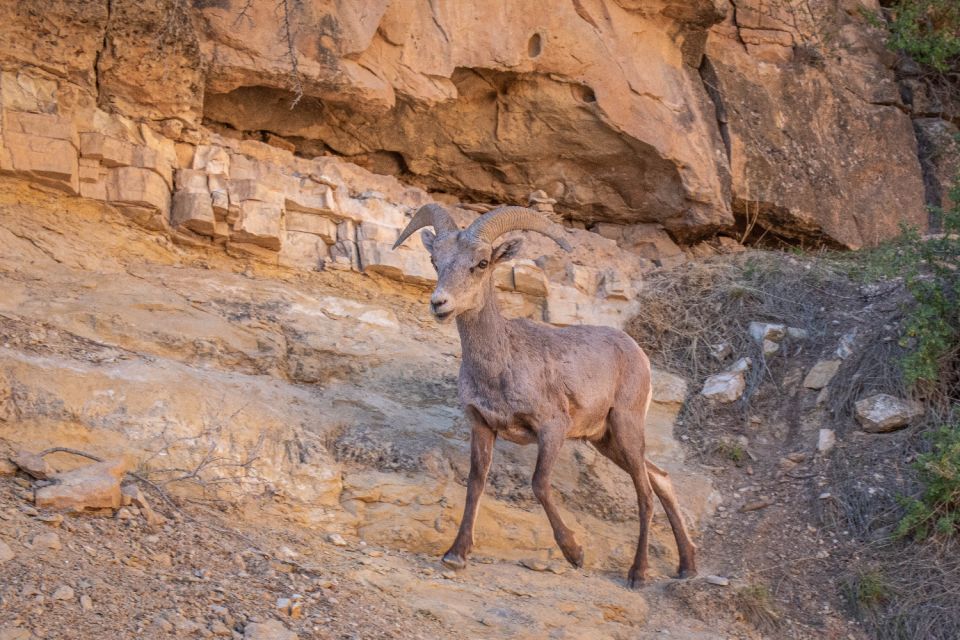 Grand Canyon: Self-Guided South Rim Tour - What to Prepare