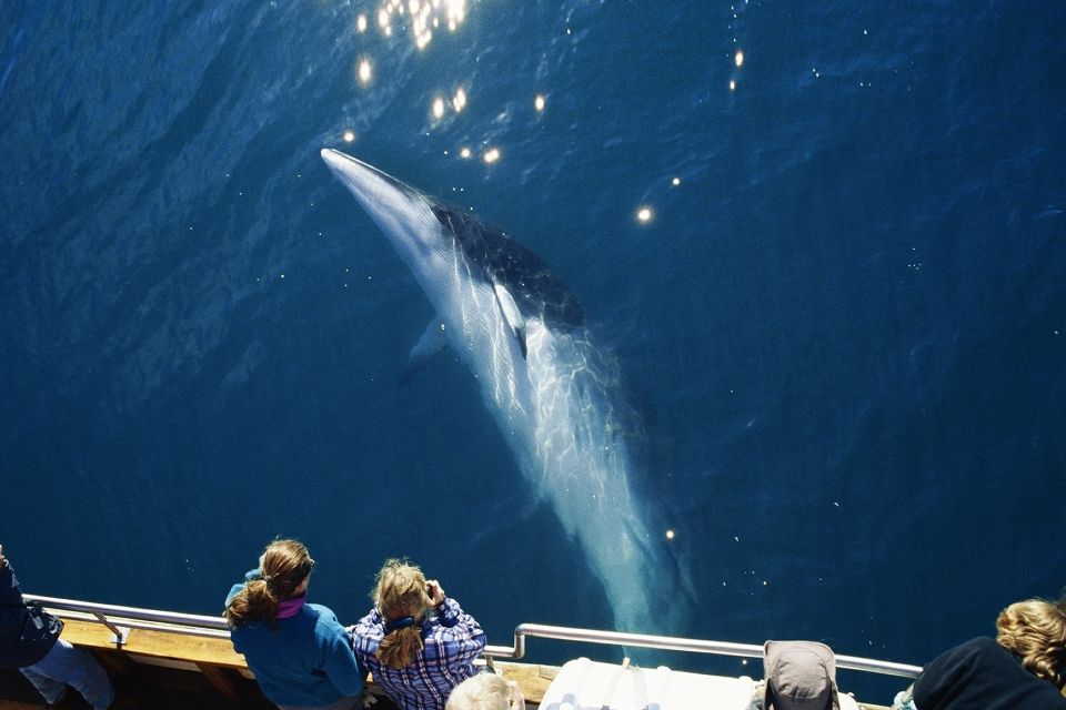 Húsavík: Whale Watching on a Carbon Neutral Oak Boat - Carbon Neutral Experience