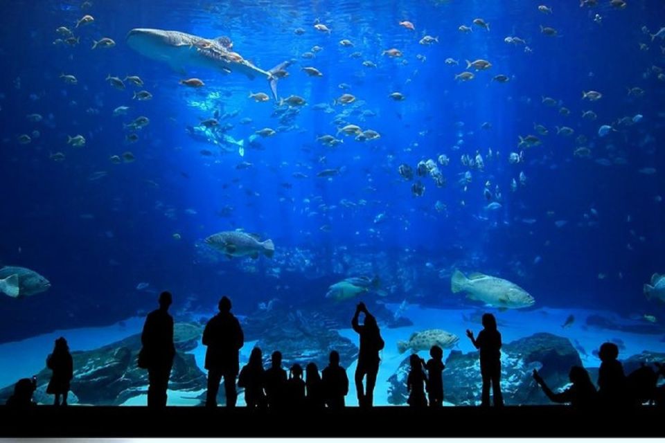 Istanbul Aquarium and Aqua Florya Shopping Mall Tour - Themed Areas and Species