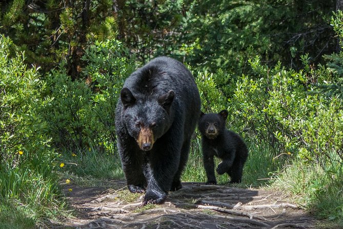 Jasper Evening Wildlife Tour - Accessibility