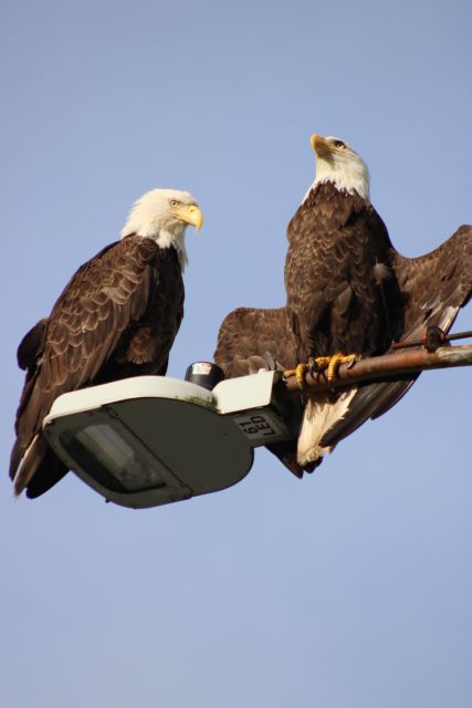 Ketchikan Photo Safari - Accessibility and Weather Considerations