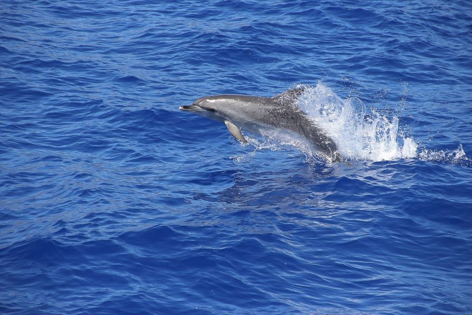 Madeira: Funchal Sunset Tour by Catamaran - Meeting Point and Availability