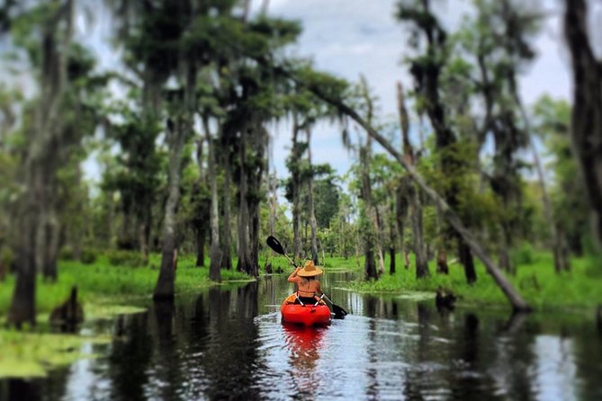 Manchac Swamp Kayak Small-Group Tour - Reviews and Experiences