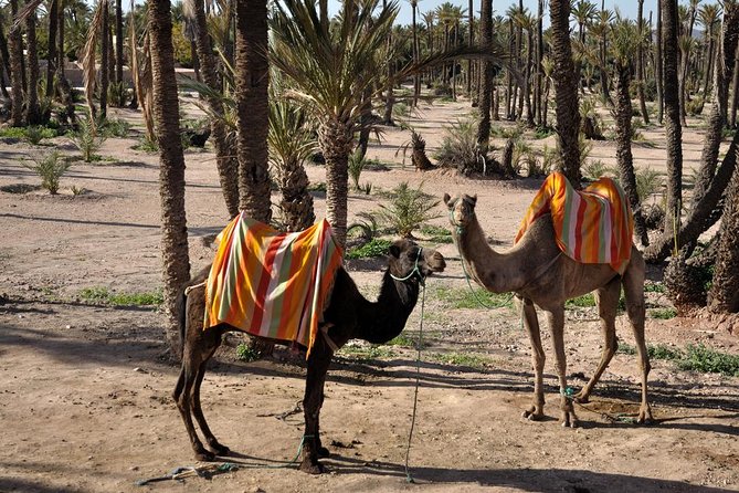 Marrakech Camel Ride Experience With Pick-Up - Review Highlights