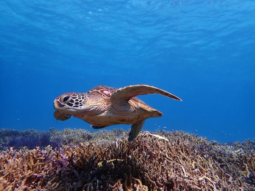 Miyako Island: Sea Turtle Snorkeling Tour - Frequently Asked Questions