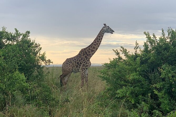 Nairobi National Park,Giraffe Centre, Karen Blixen Museum. - Optional Airport Drop-off Service