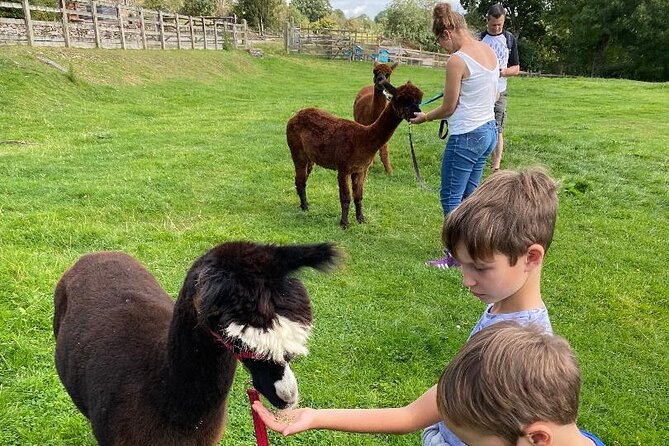 Naze View Farm Alpaca Experience - Cancellation Policy