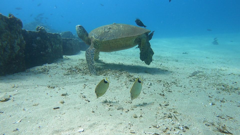 Oahu: Try Scuba Diving From Shore - Preparing for the Dive