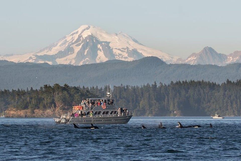 Orcas Island: Whale and Orca Guided Speedboat Tour - Customer Reviews