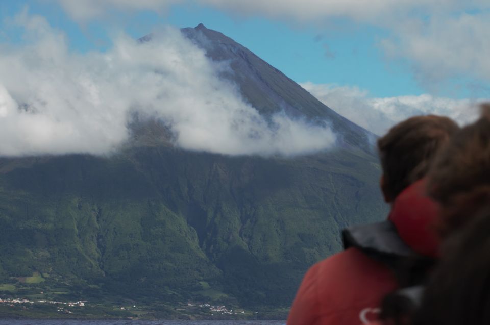 Pico Island: Whale Watching Boat Tour With Biologist Guides - Customer Ratings and Feedback