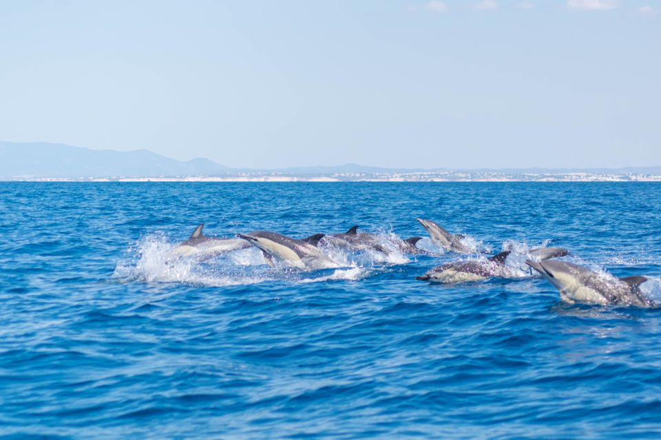 Portimão: Benagil Caves & Dolphins Watching With Biologist - Booking and Cancellation Policy