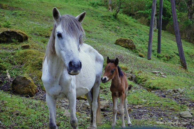 Private Hiking Tour to Mtirala National Park From Batumi - Additional Activities