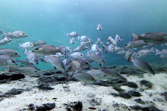 Private OG Manatee Snorkel Tour With Guide for up to 10 People - Free Cancellation Policy