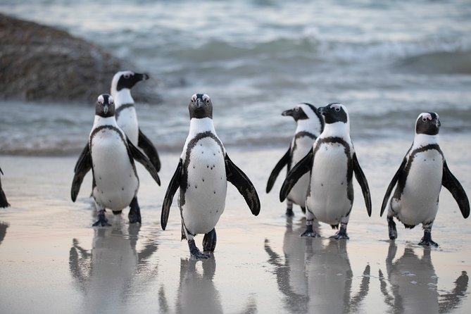 Robben Island Tickets, Penguins & Cape of Good Hope Private Tour - Getting to the Tour Location