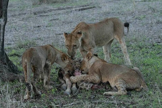 Safari Serengeti And Ngorongoro - Tour Logistics and Accessibility