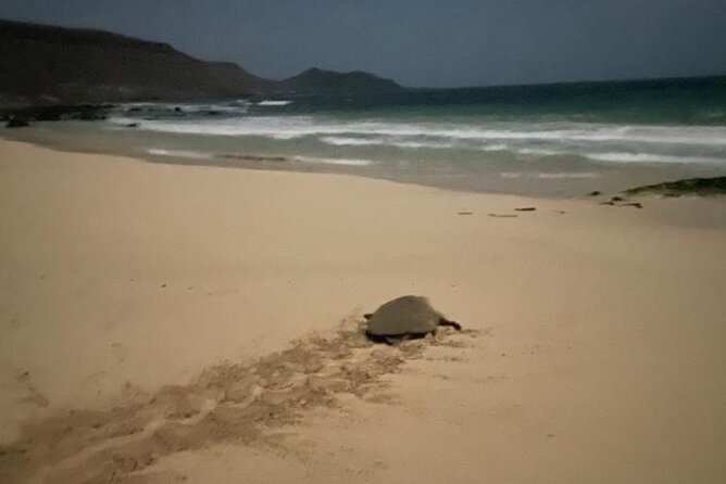 Sal Island: Sea Turtle Experience From Santa Maria - Travelers Experiences