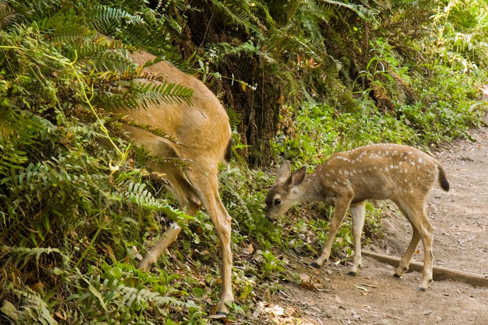 San Francisco Golden Gate Sausalito Muir Woods Private Tour - Iconic Landmarks