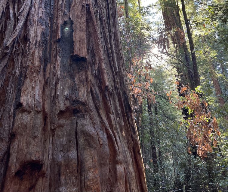 San Franciscos Wild Side, Ecotour With Meteorologist - Frequently Asked Questions