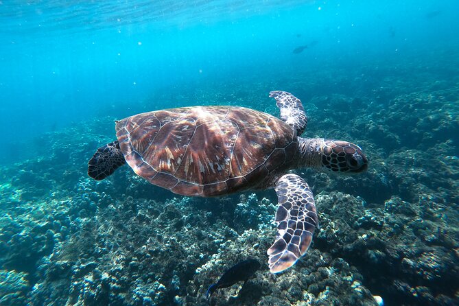 Snorkeling Adventure to Daymaniat Islands - Directions and Transportation