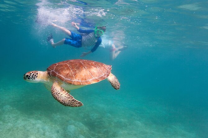 Snorkeling and Boat Tour in a Turtle Area - Boat Trip and Sightings