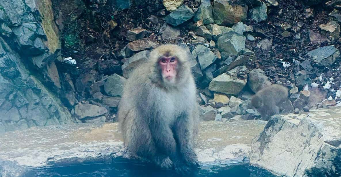 Snow Monkey and Zenko-ji Temple Nagano One Day Tour - Tour Exclusions