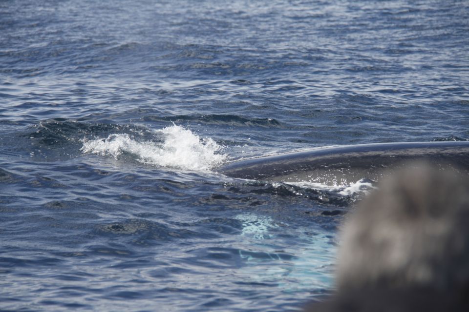 Third: Whale and Dolphin Watching in a Zodiac Boat - Additional Information