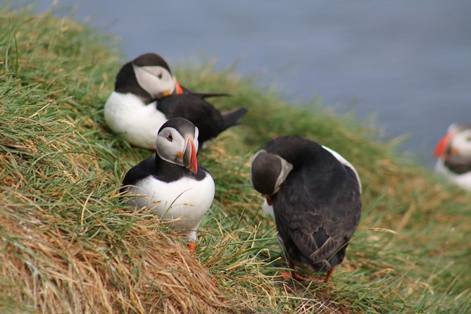 Two-In-One: Whale & Puffin Watching Tours From Reykjavik - Amenities and Inclusions