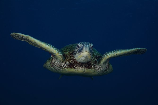 Ultimate Shore Snorkeling Adventure on Kauai - Snacks and Refreshments