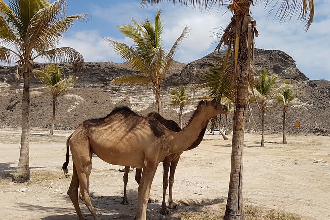 West Salalah Safari - Caribbean of the Orient - Mughsail, Fazayah - Booking and Availability