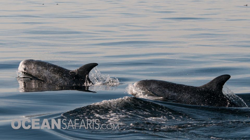 Whale and Wildlife Watching Private and Semi-Private Tours - Accessibility and Recommendations