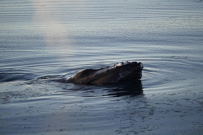 Whale-Watching Boat Tour With Expert Guide From Reykjavik - Tour Duration and Group Size