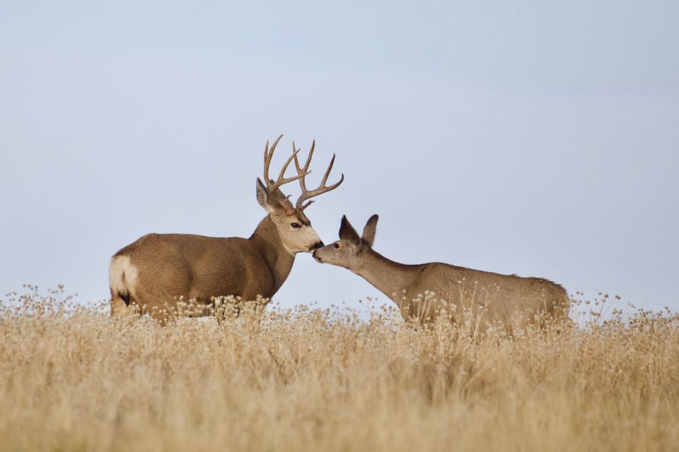 Yellowstone National Park: Self-Driving Audio Guided Tour - What to Bring