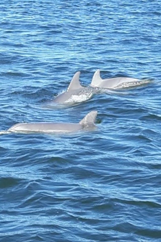 2-Hour Dolphin and Nature Eco Tour From Orange Beach - Unique Aspects of the Tour