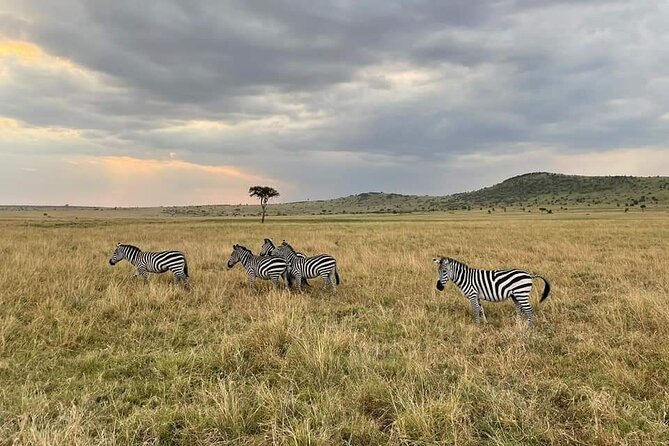 3-Day Masai Mara Group Joining Safari Adventure - Operator Details