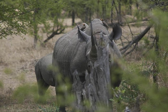 3-Day Taste of Tanzania Safari (Tarangire National Park and Ngorongoro Crater) - Frequently Asked Questions