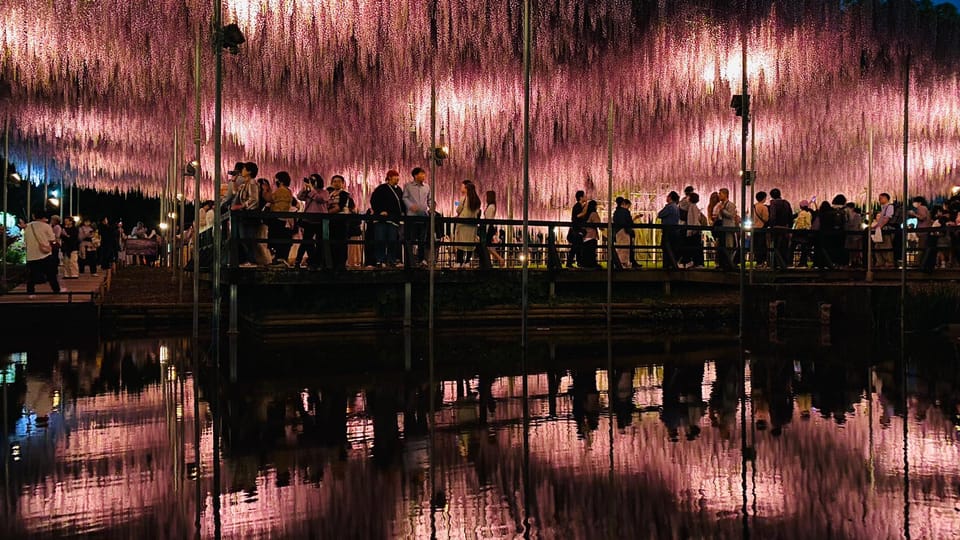 Ashikaga Flower Park Entry Ticket Review - Customer Feedback