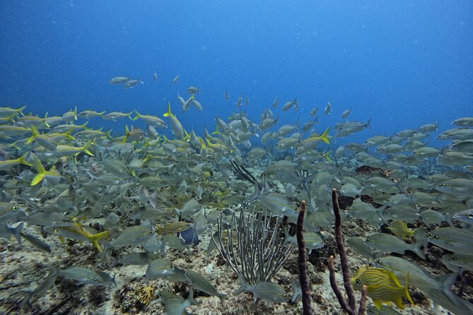 DiveCarib - An Eco-Friendly Certified Diver Trip in Antigua - Preparing for the Diver Trip