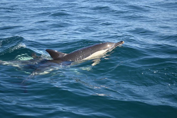 Dolphin Watching and Cave Tour From Vilamoura - Additional Information