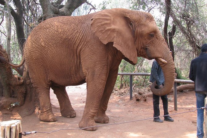 Elephant Sanctuary Tour From Johannesburg or Pretoria - Traveler Reviews and Feedback