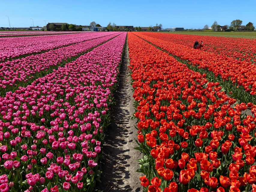 From Lisse: Flower Bike Tour Along Keukenhof Small Group - Tour Specifics