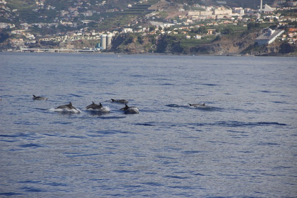 Funchal:Hop-On Hop-Off Bus & Whale & Dolphin Boat Excursion - Transportation and Sightseeing Combination