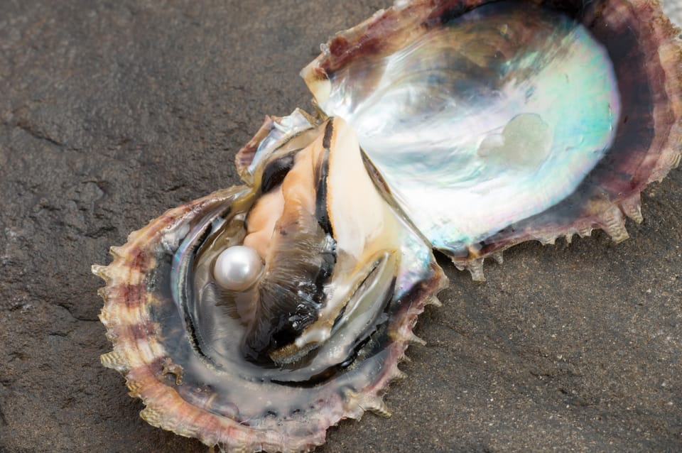 Hands-on Pearl Harvesting Workshop! - Activity Suitability