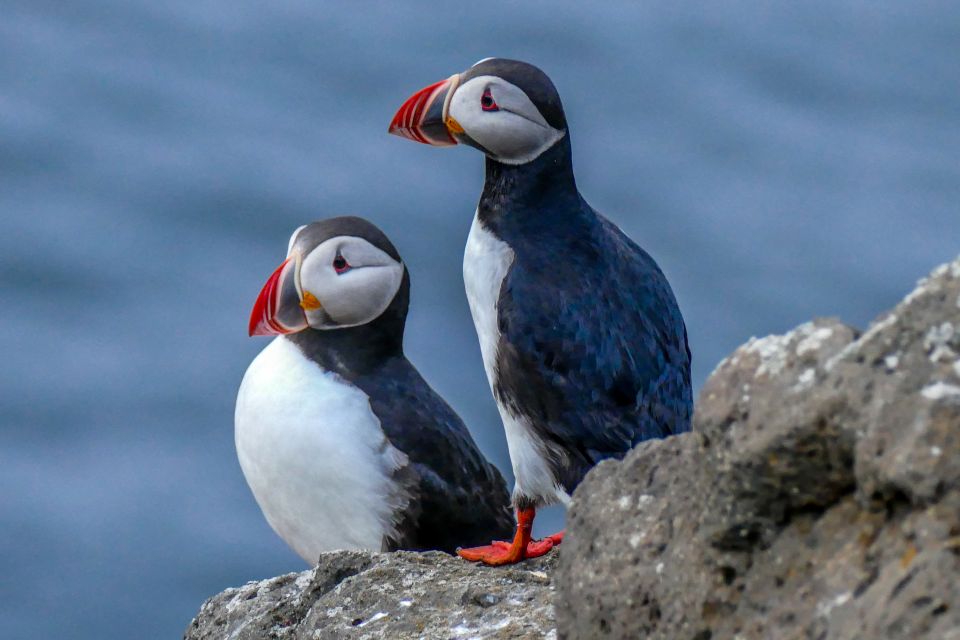 Húsavík: Big Whales and Puffin Island Speedboat Tour - What to Expect on the Tour