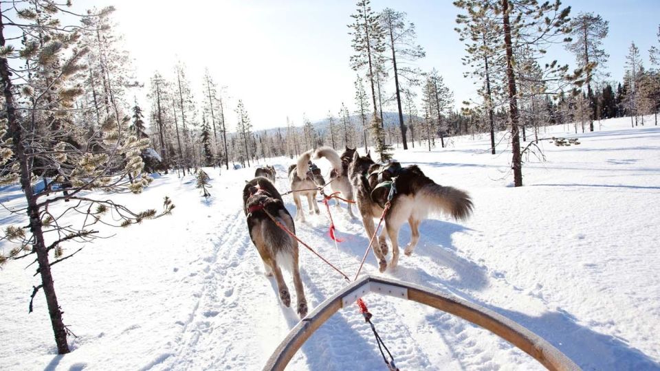 Husky Safari 1 Hour (10 Km) Small-Group Mushing Experience - Frequently Asked Questions