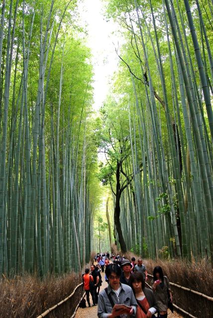 Kyoto: Arashiyama Bamboo Forest, Monkey Park, & Zen Temple - Frequently Asked Questions