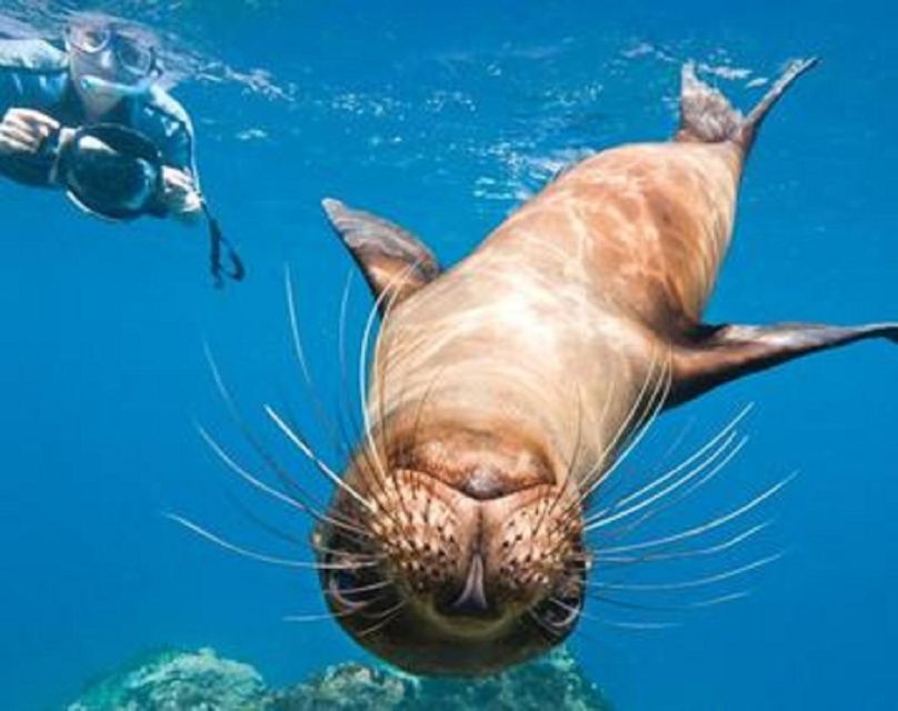 La Jolla: Cove and Caves Snorkeling Tour With Sea Lions - Inclusions and Important Information