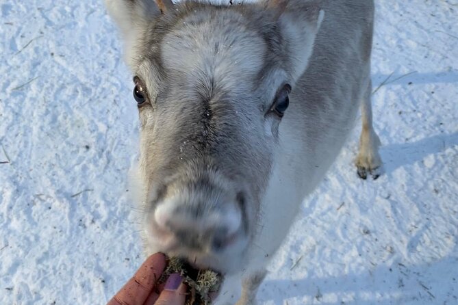 Lapland Reindeer and Husky Safari From Levi - Cancellations and Refunds