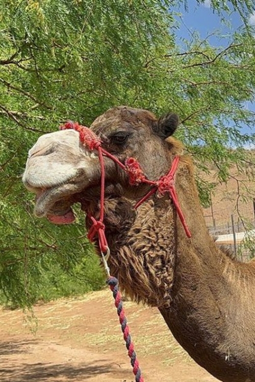 Las Vegas: Desert Camel Ride - Frequently Asked Questions