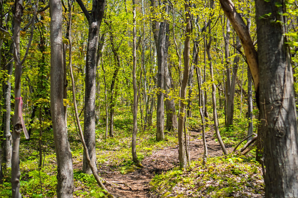 Mt. Usu Hike Review: An Unforgettable Adventure - Guides Expertise and Attentiveness